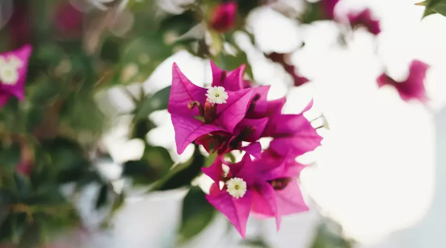 comment tailler bougainvillier